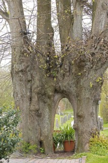 Linden tree