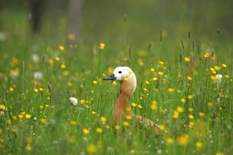 Ruddy Shelduck