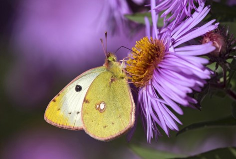 Butterfly mountain clouded yellow