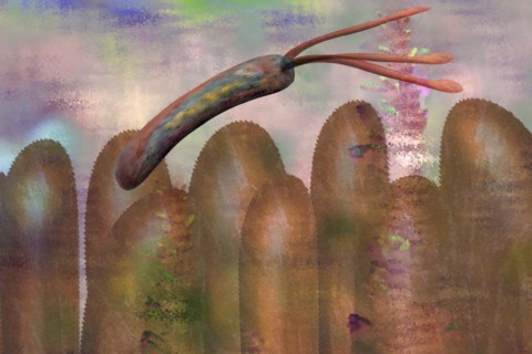 Illustration of bacteria on intestinal villi in the intestine The health-promoting intestinal bacteria produce