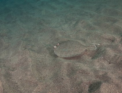 Wide-eyed flounder