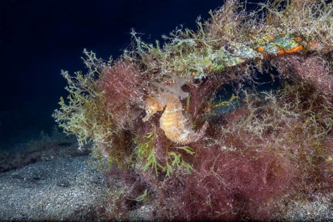 Short-snouted seahorse