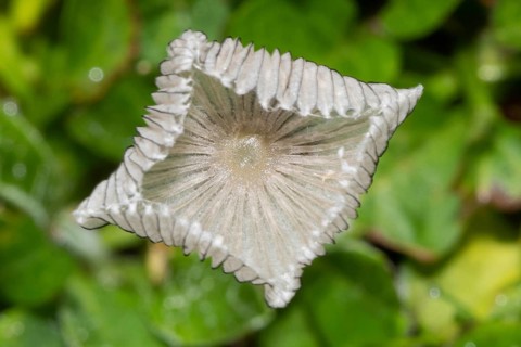 Flaky Scheibchentintling Fruiting body with whitish cap