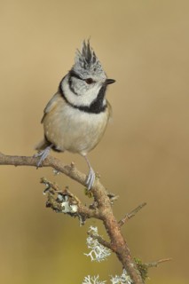 Crested tit
