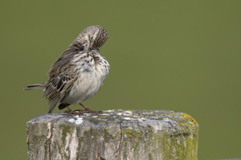Meadow pipit