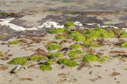 Seaweed