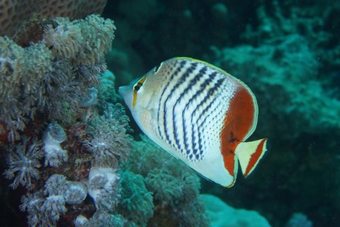 Eritrean butterflyfish
