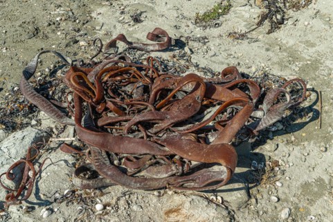 Washed up kelp