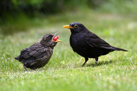 Blackbird