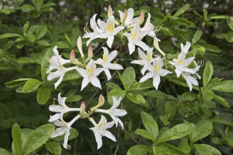 Rhododendron flower