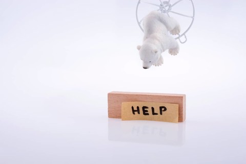 Polar bear trapped in metal cage asks for help