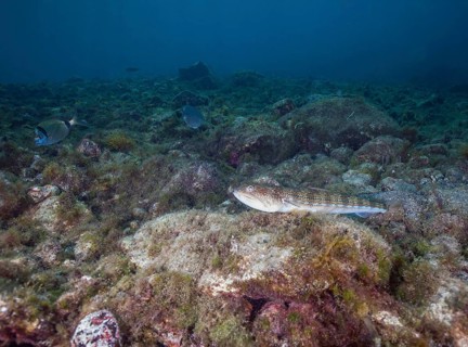 Atlantic lizardfish