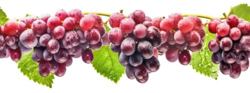 Seamless tileable row of fresh grapes on the vine on a white background