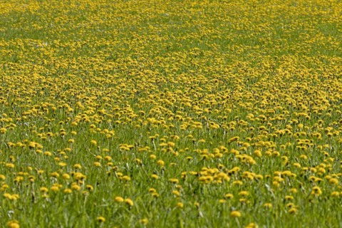 Flower meadow