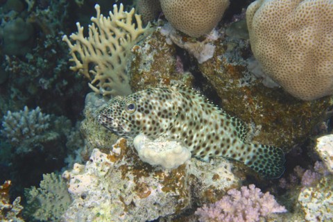Greasy grouper