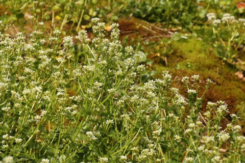 Bavarian spoonwort