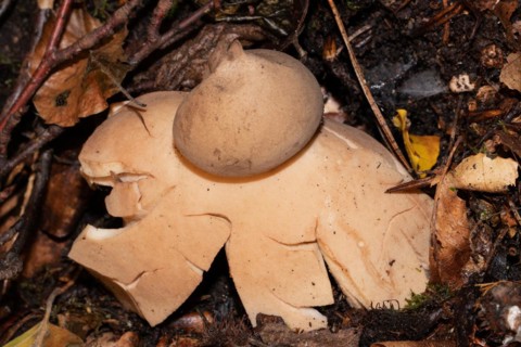 Reddish earth star Fruiting body with reddish brown lobes and spore ball in brown autumn leaves