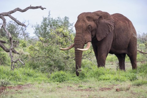 African elephant