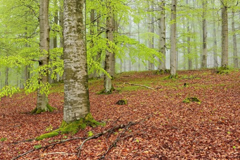 Beech forest with mist in early spring