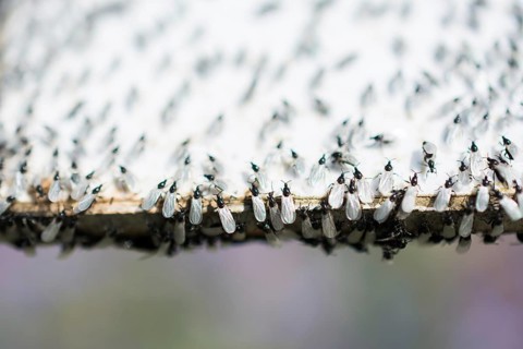 A swarm of flying ants gather on a white background