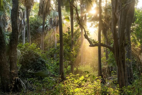 Sunbeams in the jungle