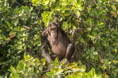 Chimpanzee on Baboon Island