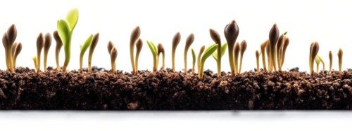Seamless tileable cross section row of budding sprouts of new growth out of soil on a white background