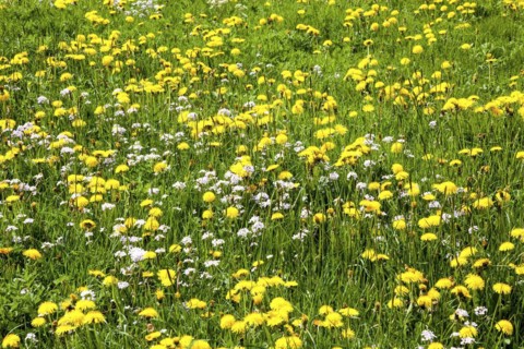 Flowering common dandelion