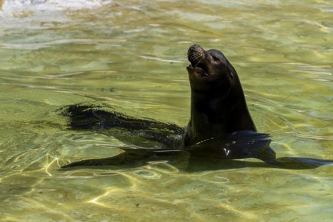 California sea lion