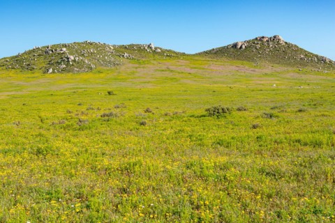 Postberg Section