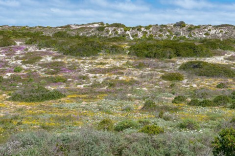 West Coast National Park