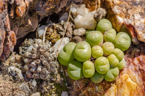 Growing stones