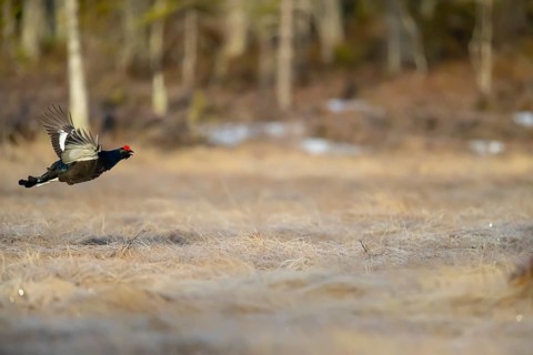 Black grouse