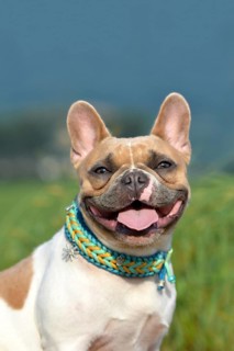 Portrait of a beautiful smiling red pied female French Bulldog dog with paracord collar