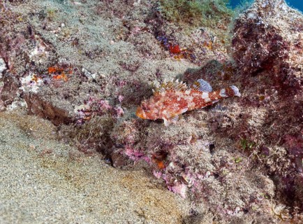Madeira rockfish