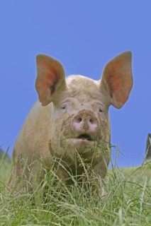 Domestic pig