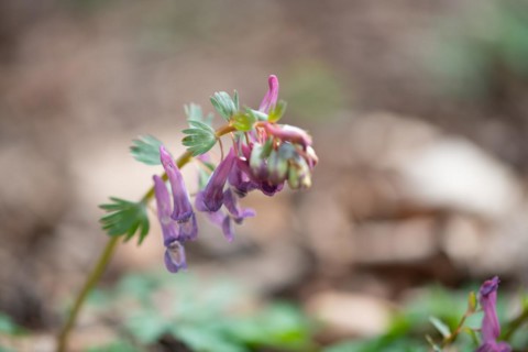 Fingered larkspur