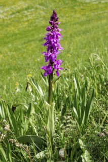 Male orchid