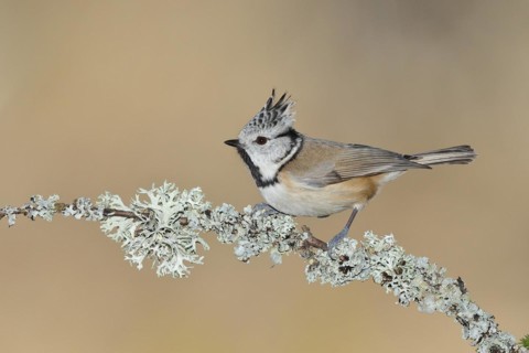 Crested tit