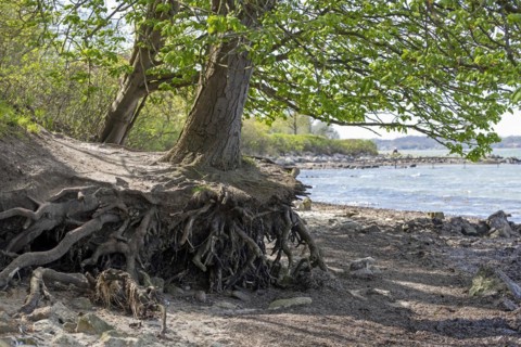 Tree roots exposed by the sea