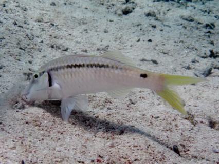 Red sea goatfish