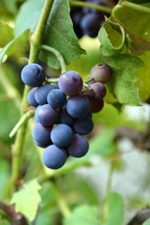 Blue grapes