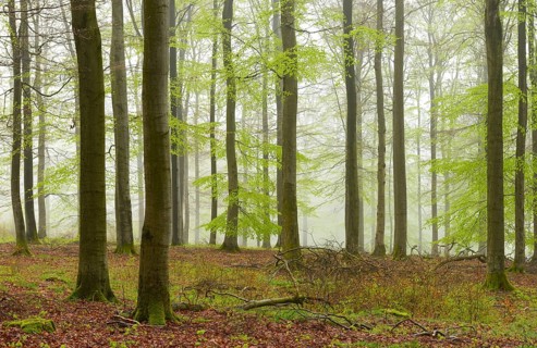 Beech forest with mist in early spring