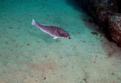 Male mediterranean parrotfish