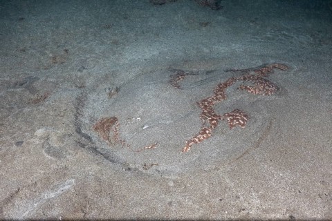 Marbled electric ray