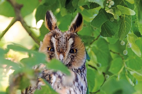 Long-eared owl