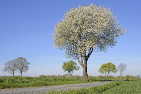 Deciduous trees by a green grain field