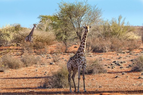 Kalahari