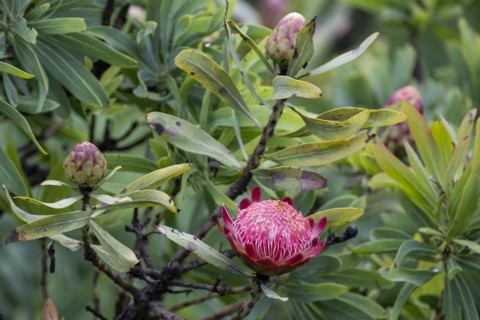 Protea
