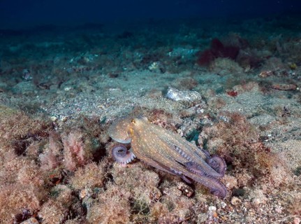 Common octopus